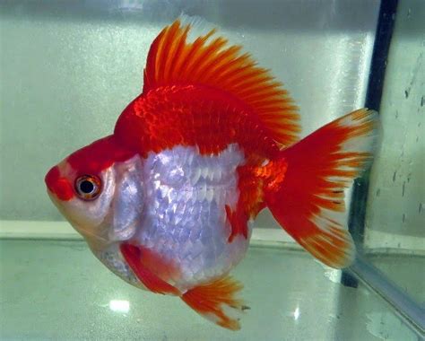 羅漢金魚|金魚&水族快訊Goldfish & Aquarium Messages: 市售。